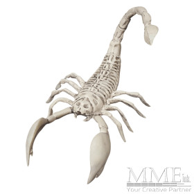 Scorpion Skeleton